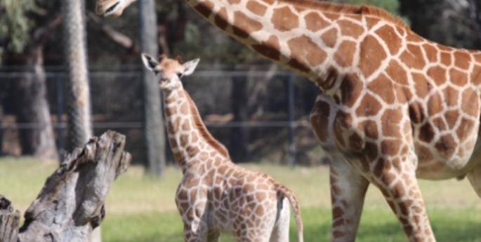 Zoo welcomes second Giraffe calf this year