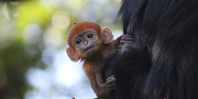 Bright orange monkey begins to explore at Taronga