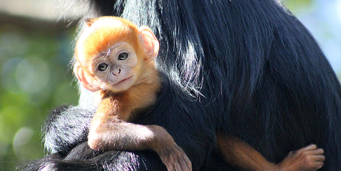 Bright orange leaf monkey born at Taronga