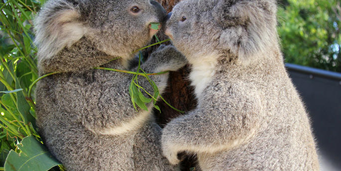 Joeys come nose-to-nose in Koala crèche