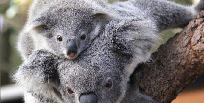 Koala joeys step out for spring