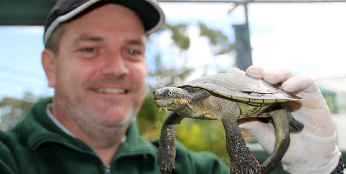 New hope for critically endangered turtles