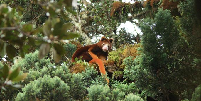 Tree Kangaroo Conservation Program Report