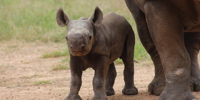 It's a girl! Zoo welcomes Black Rhino calf in Dubbo