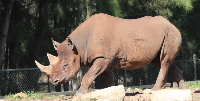 Rhino poaching in 2014 worst year ever