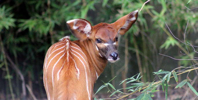 Bongo birth provides boost for critically endangered species