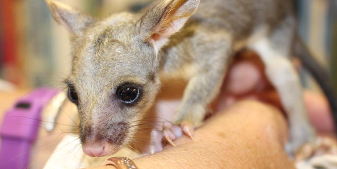 Brush-tailed Possum gets a helping hand