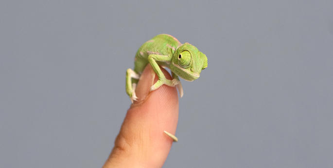 Tiny chameleons make a big impression at Taronga