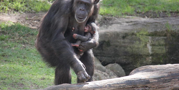 Chimp group continues to grow with arrival of new baby