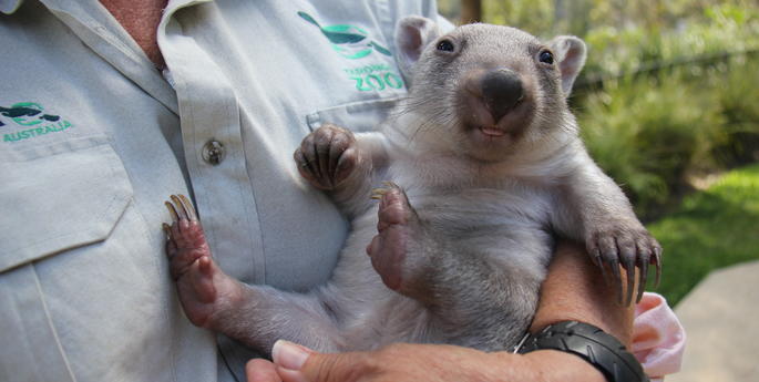 Wombat orphan finds a new mum at Taronga