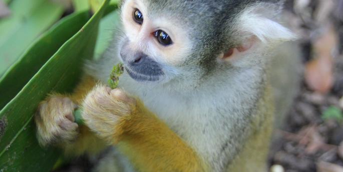 Tree’s a crowd: Taronga Welcomes a Vibrant New Group of Squirrel Monkeys