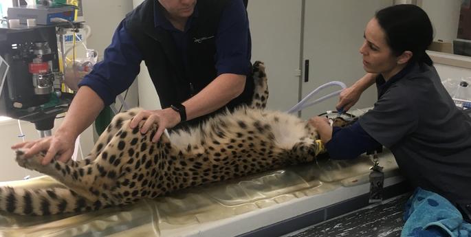 Cheetah Zahara in recovery after specialist surgery