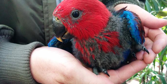 Eclectus Parrot hatched at Taronga