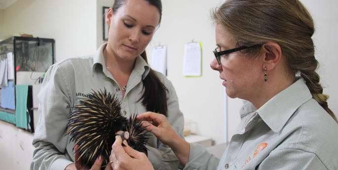 Helping hand for injured Echidna