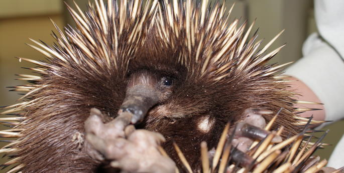 Echidna in care at the Wildlife Hospital