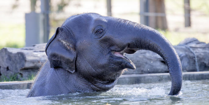 Asian Elephants settle into Taronga Western Plains Zoo