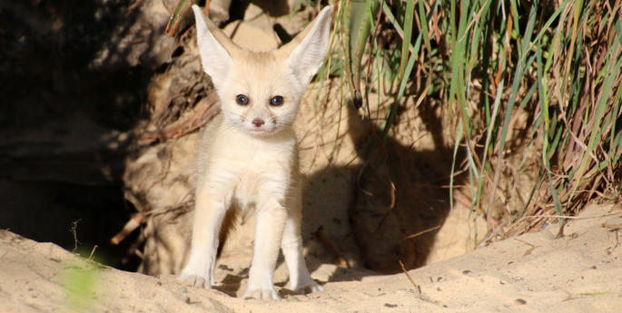 Taronga celebrates birth from world’s smallest fox