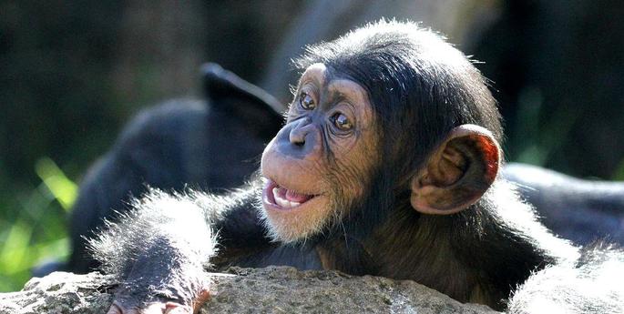 Never a dull moment for young chimps