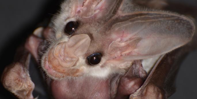 Taronga welcomes first Ghost Bat pup in 15 years