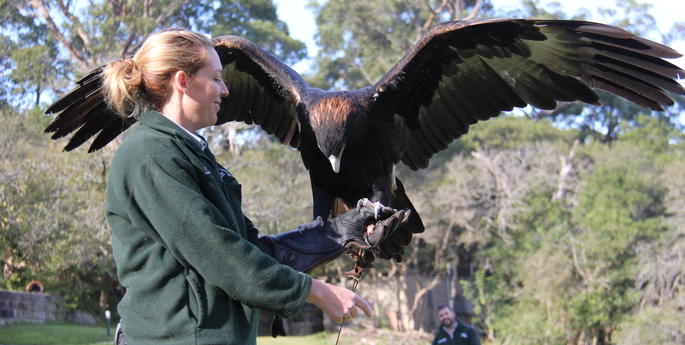 Wedge Tailed Eagle is Safely Recovered and Brought Home
