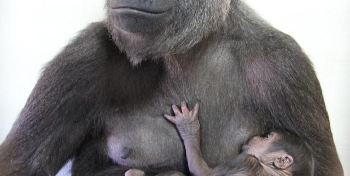 A new generation of Gorillas begins at Taronga