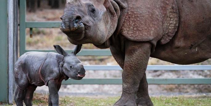 Zoo welcomes first Greater One-horned Rhino calf!