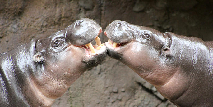 Pygmy Hippos come nose-to-nose during first date with a difference