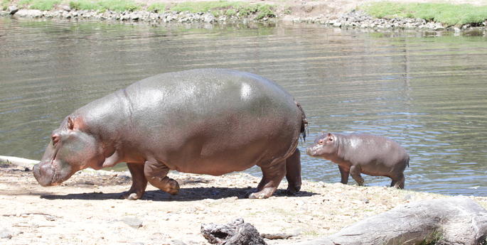 Meet Kibibi the Hippo calf