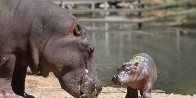 Zoo welcomes first Hippo calf in over a decade