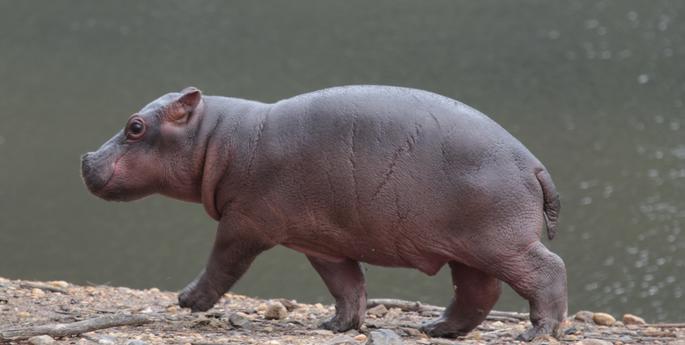 Hippo calf needs a name