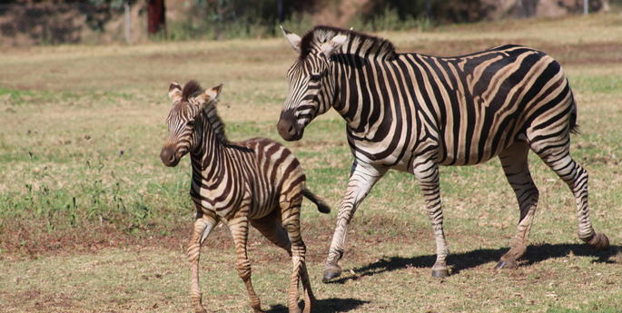 Second Zebra foal born at the Zoo