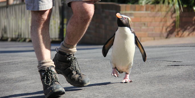 Taronga’s Fiordland Penguin steps out for Bird Festival