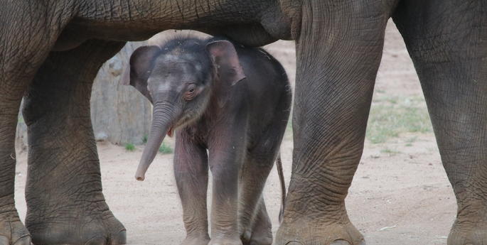 Elephant calf makes public debut in Dubbo