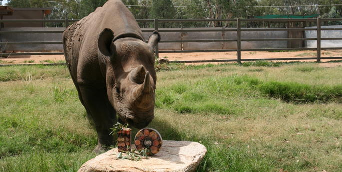 Black Rhinos celebrate milestone birthdays