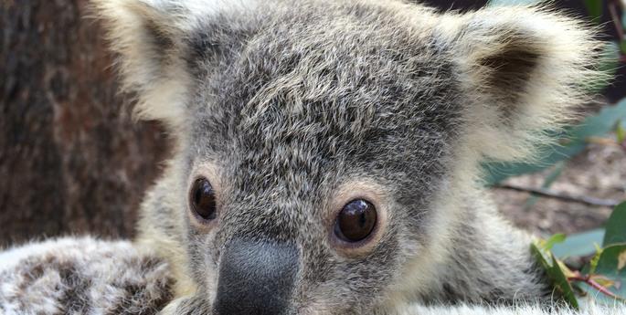 A second Koala joey emerges