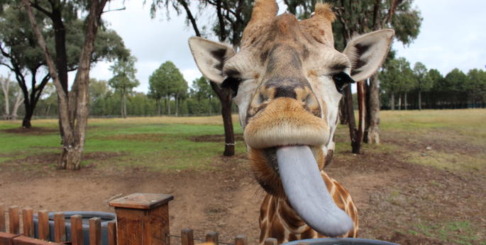 Taronga Western Plains Zoo celebrates World Giraffe Day