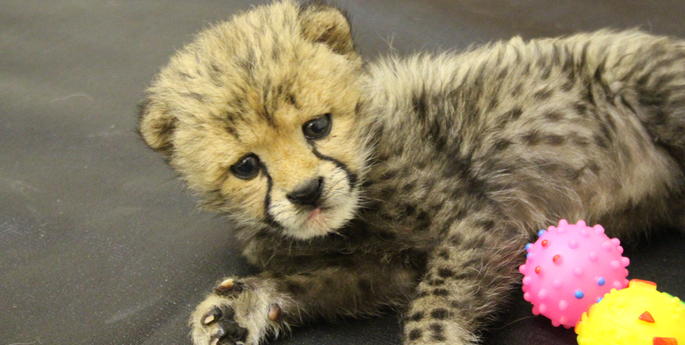 CHEETAH CUB GETS A HELPING HAND FROM KEEPERS