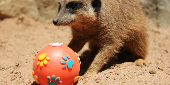 Meerkats have a ball with enrichment