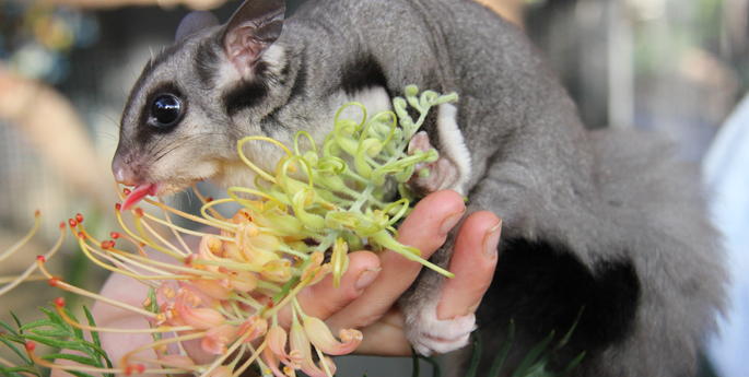 Squirrel Glider will join the Zoomobile visit to Crowther