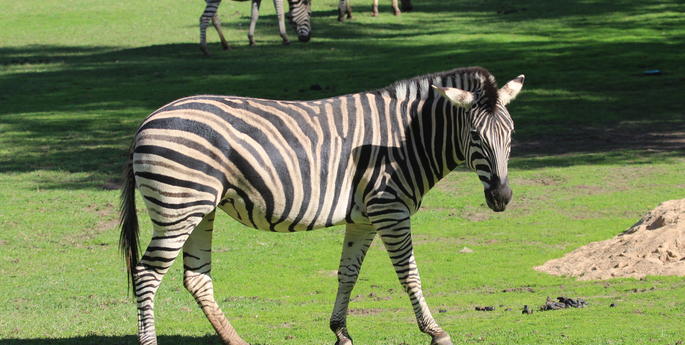 Zebra and Onagers have made a move!