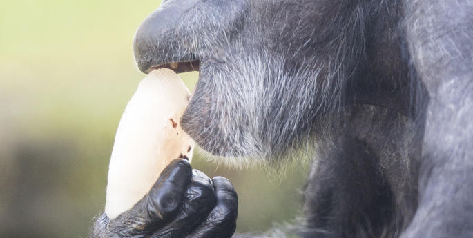 Icy treats for Taronga’s Chimpanzees
