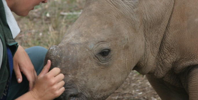 Rhino poaching in 2014 already a terrible record