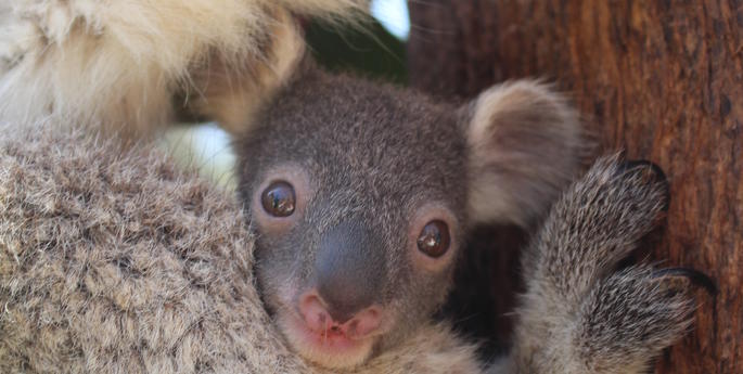 Spring has sprung! Koala joey emerges from pouch