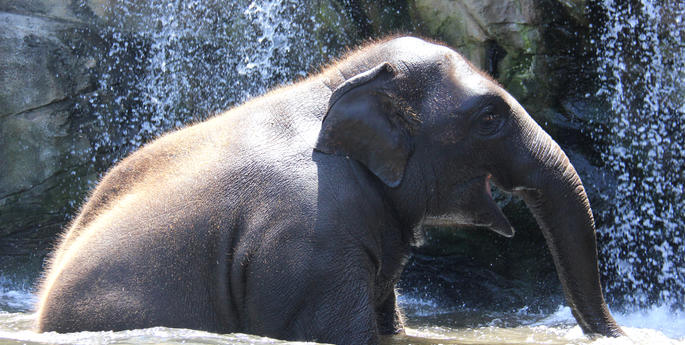 Elephants beat the heat under the waterfall