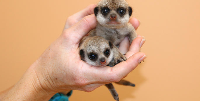 Taronga welcomes new Meerkat pups