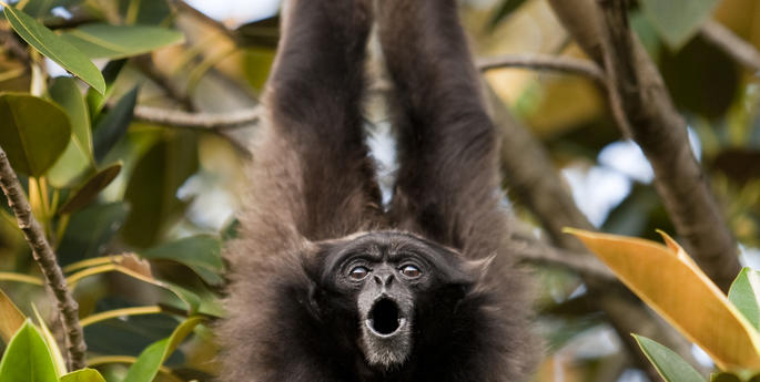 Vale Mary the Mueller’s Gibbon