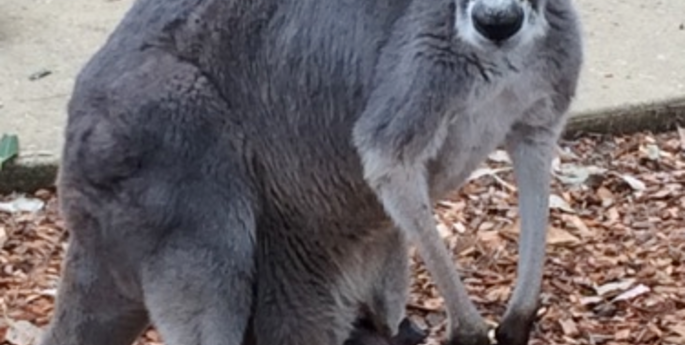 Taronga's Newest Red Kangaroo Joey Has Emerged