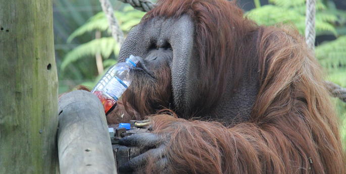 Orang-utans Beat the Winter Cold with a Warm Cuppa