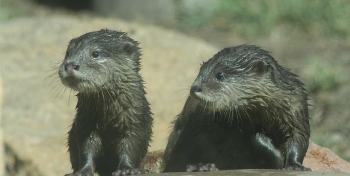 Otter pups growing up