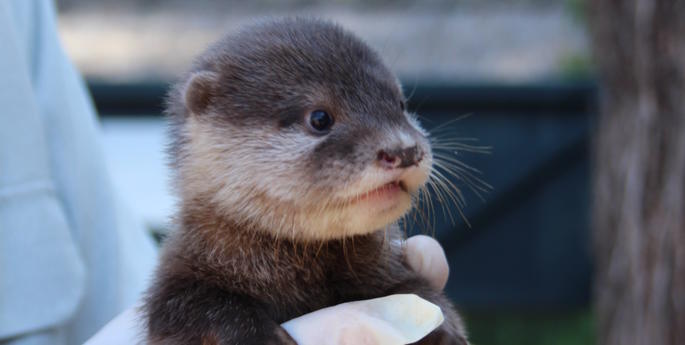 Zoo welcomes three Otter pups